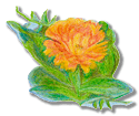 calendula or pot marigold for varicose veins